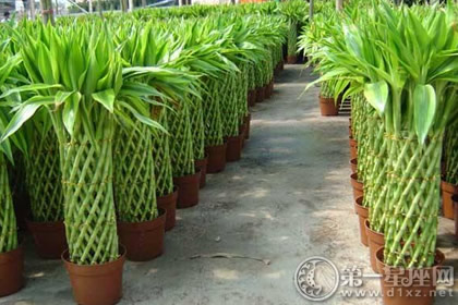 裝修好的房子里面放點(diǎn)什么可以凈化？